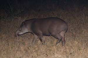 tapir